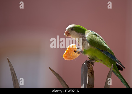 monk parakeet eating biscuits from tourists. Barcelona parc guell Stock Photo