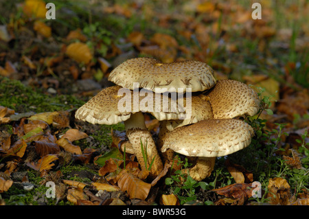 Shaggy scalycap - Shaggy Pholiota - Scaly Pholiota (Pholiota squarrosa) in autumn - Belgium Stock Photo