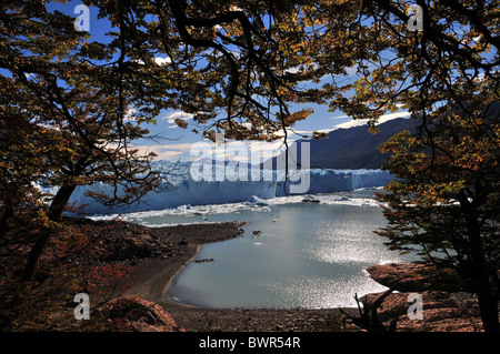 View through a glade in lenga beech trees of the waters of Brazo Rico and Perito Moreno Glacier under the morning sun, Argentina Stock Photo