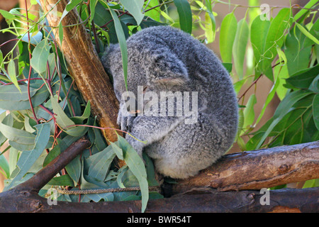 The koala (Phascolarctos cinereus) is an arboreal herbivorous marsupial native to Australia Stock Photo