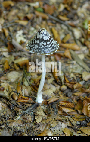Magpie inkcap (Coprinus picaceus - Coprinopsis picacea) in autumn - Belgium Stock Photo