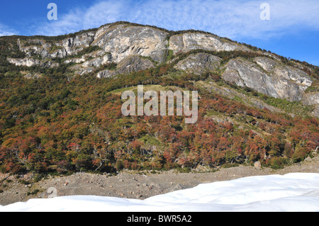 View, from ice surface, of autumn beech forest, lower slopes of a rock fold mountain, south side Perito Moreno Glacier, Andes Stock Photo