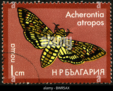 BULGARIA - CIRCA 1975: A stamp printed in Bulgaria shows Butterfly Acherontia atropos, circa 1975 Stock Photo