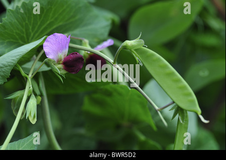 Mangetout peas - Sugar snap peas - Snow peas (Pisum sativum) flowering in kitchen-garden - Summer - Belgium Stock Photo