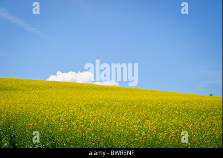 A mustard field near Woodstock New Brunswick Stock Photo