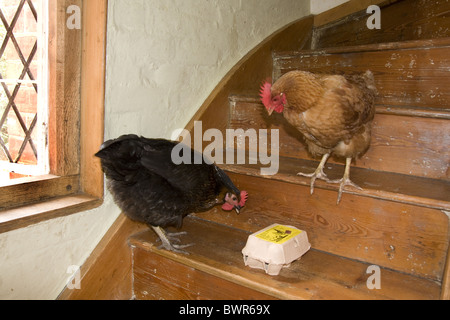 pet chickens in owners house Stock Photo