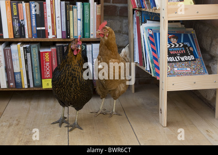 two pet chickens in owners house Stock Photo