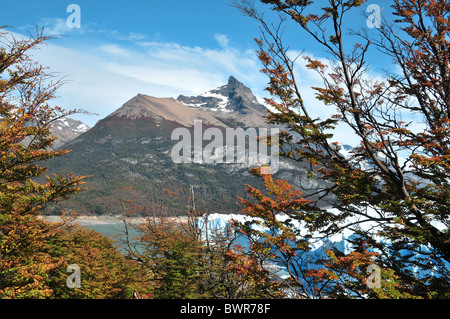 View of Cerro Moreno Mountain and ice terminus through autumn beech trees, Peninsula Magellenes, Perito Moreno Glacier, Andes Stock Photo