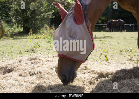 horse wearing fly screen head mask Stock Photo