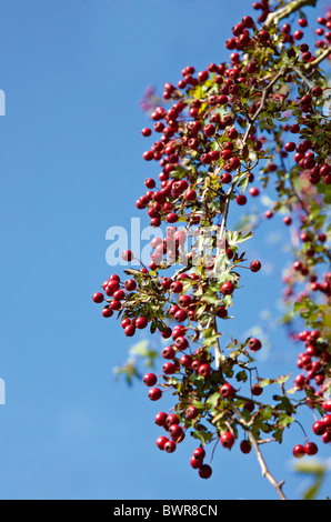 Red hawthorn berries against blue sky Wales UK Stock Photo