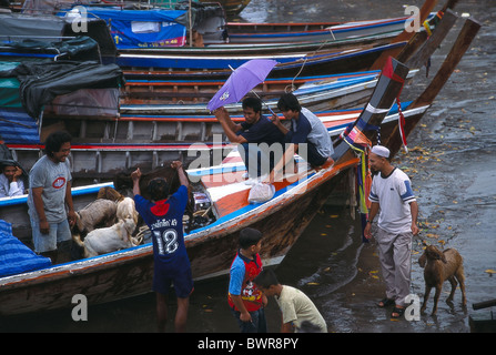 Muslim fishermen loading goats and lambs on a traditional Thai longtail boats during the Eid al-adha muslim celebration. Stock Photo