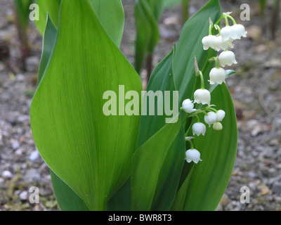 Lily of the Valley Convallaria majalis flower flowers spring springtime plant plants Stock Photo