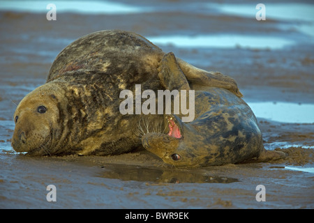 Grey Seal (Halichoerus grypus) - UK - Male and female mating on beach  Stock Photo