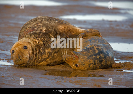 Grey Seal (Halichoerus grypus) - UK - Male and female mating on beach  Stock Photo