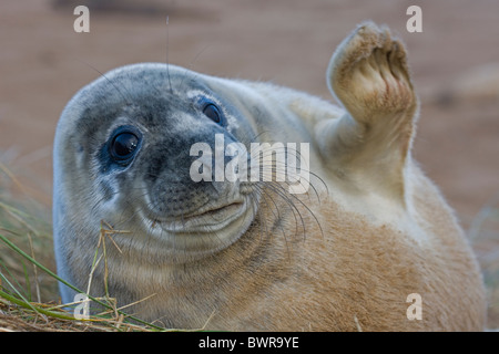 Grey Seal (Halichoerus grypus) - Pup portrait - UK Stock Photo