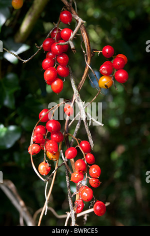 black bryony berries; tamus communis Stock Photo