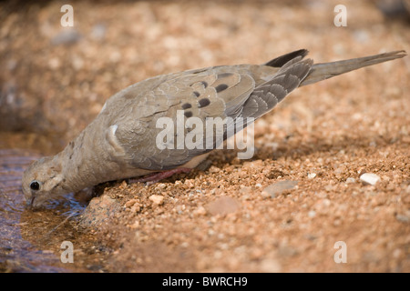 Mourning Dove (Zenaida macroura) Arizona - Drinking from temporary pool Stock Photo