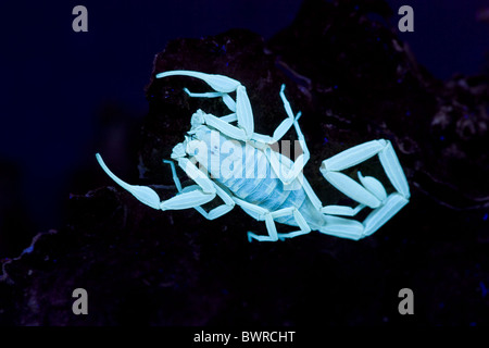 Bark Scorpion Centruroides exilicauda Photographed under UV light Arizona USA Stock Photo