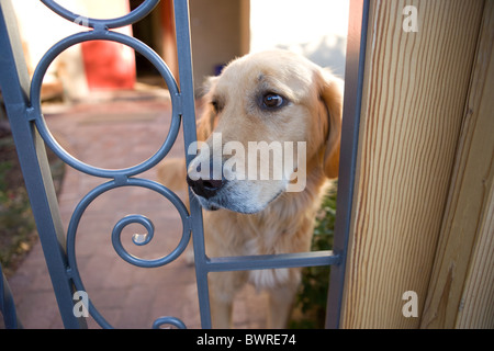 Golden retriever dog waiting for owner to come home. Stock Photo