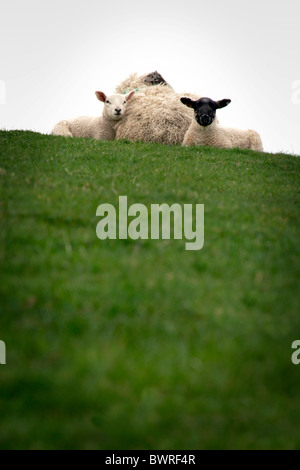 A Ewe with her two lambs on a hill top in The lake District Stock Photo