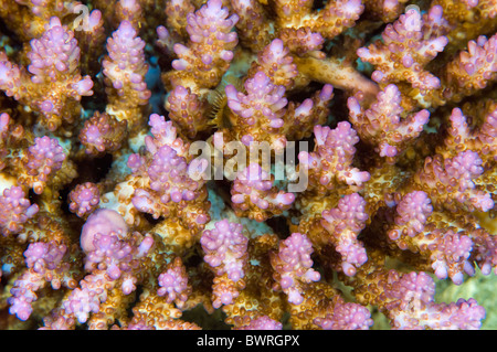 Fluorescence color in a branching hard coral, Raja Ampat Indonesia Stock Photo