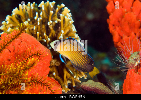 Splendid dottyback, Pseudochromis splendens, Raja Ampat Indonesia Stock Photo