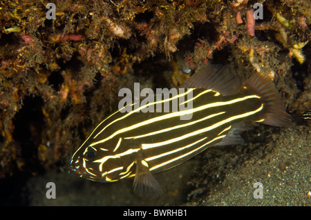 Six lined soapfish, Grammistes sexlineatus, Raja Ampat Indonesia Stock Photo
