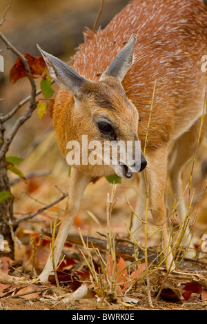 Portrait of Sharpe's grysbok (Raphicerus sharpei) in the bush. The photo was taken in Kruger National Park, South Africa. Stock Photo
