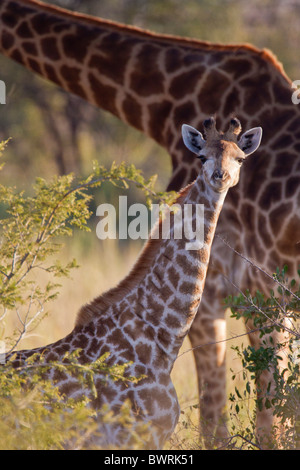 Portrait of a giraffe (giraffa camelopardalis) in the bush. The photo was taken in Kruger National Park, South Africa. Stock Photo