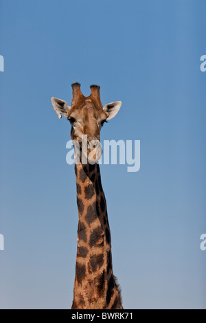 Portrait of a giraffe (giraffa camelopardalis) in the bush. The photo was taken in Kruger National Park, South Africa. Stock Photo