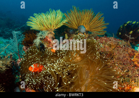 Coral reef scene and spine cheek anemonefishes, Raja Ampat Indonesia Stock Photo
