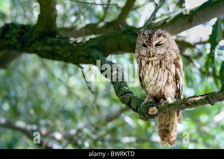 tawny owl sitting on willow branch Stock Photo