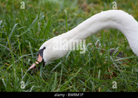 swan eats grass Stock Photo