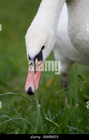 swan head in the grass Stock Photo