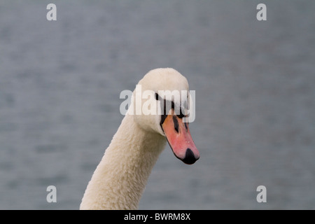 swan look at the camera Stock Photo