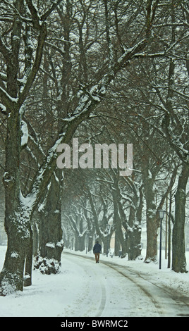 Alley in fog with silhouette of trees. Autumn trail. A path through a ...