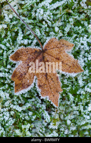 A single maple leaf covered in frost Stock Photo