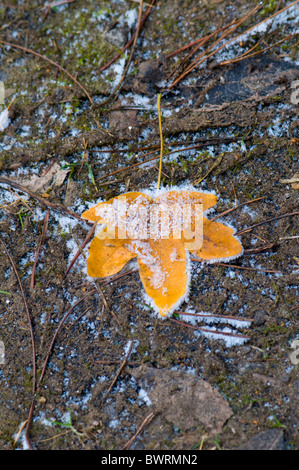 A single maple leaf covered in frost Stock Photo