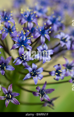 A single flower head of Scilla peruviana - Cuban Lily  or Portuguese peruvian Squill Stock Photo