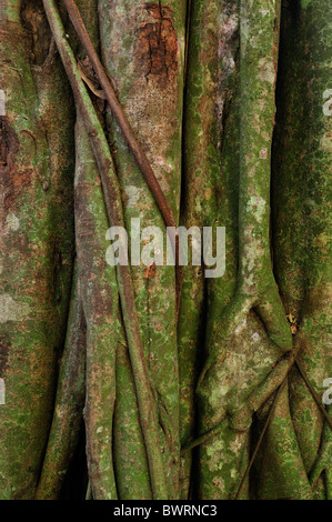 Weeping Fig, Benjamin's Fig (Ficus benjamina), Gilimanuk Monsoon forest, Bali National Park, Indonesia, Asia Stock Photo