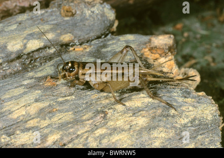 House Cricket (Acheta domesticus) Stock Photo