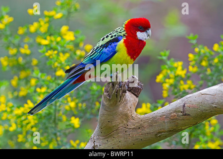 EASTERN ROSELLA PERCHED ON A BRANCH Stock Photo
