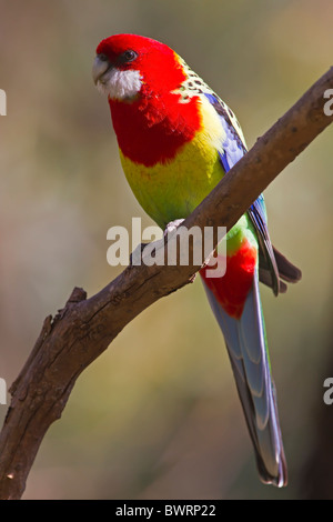 EASTERN ROSELLA PERCHED ON A TREE BRANCH Stock Photo