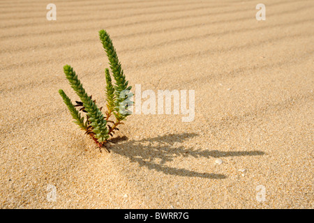 Symbolic image of life in the desert, Large Yellow Restharrow (Ononis natrix) in the Dunes of Corralejo national park Stock Photo