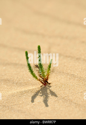 Symbolic image of life in the desert, Large Yellow Restharrow (Ononis natrix) in the Dunes of Corralejo national park Stock Photo