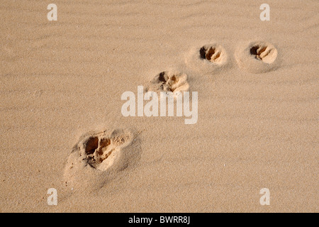 A dog's paw prints in the sand Stock Photo