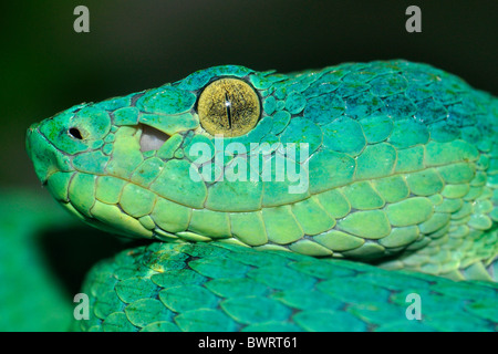 Side-striped palm pitviper (Bothriechis lateralis) this species is found in mountain areas of Costa Rica and Panama. Stock Photo