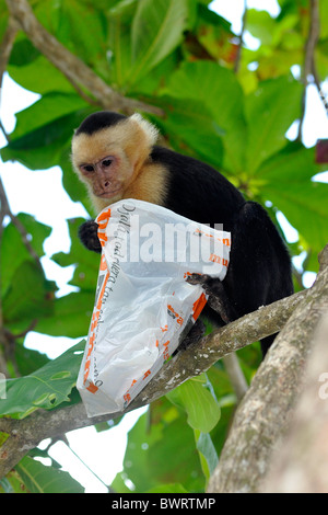 White-faced capuchin, Cebus capucinus Stock Photo