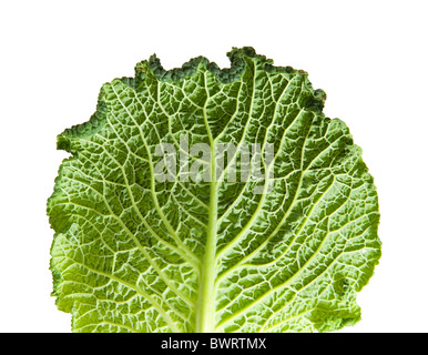 Savoy cabbage leaf isolated on white background; Stock Photo