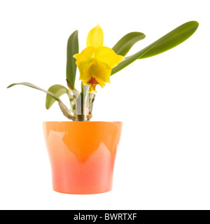 small bright yellow and red flowering cattleya orchid in bright orange pot; isolated on white; Stock Photo